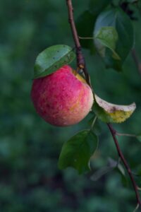 सेब की तासीर क्या है गर्म या ठंडी