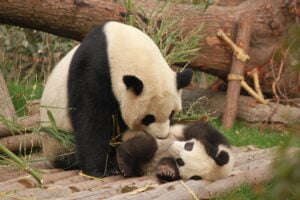 photo of panda and cub playing