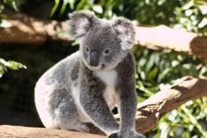close up photo of grey koala bear