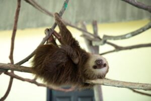 portrait of sloth hanging upside down on branch