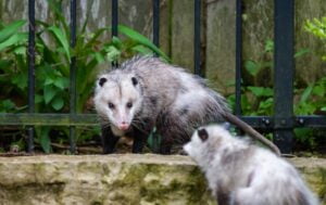 curios hairy possums in zoological park