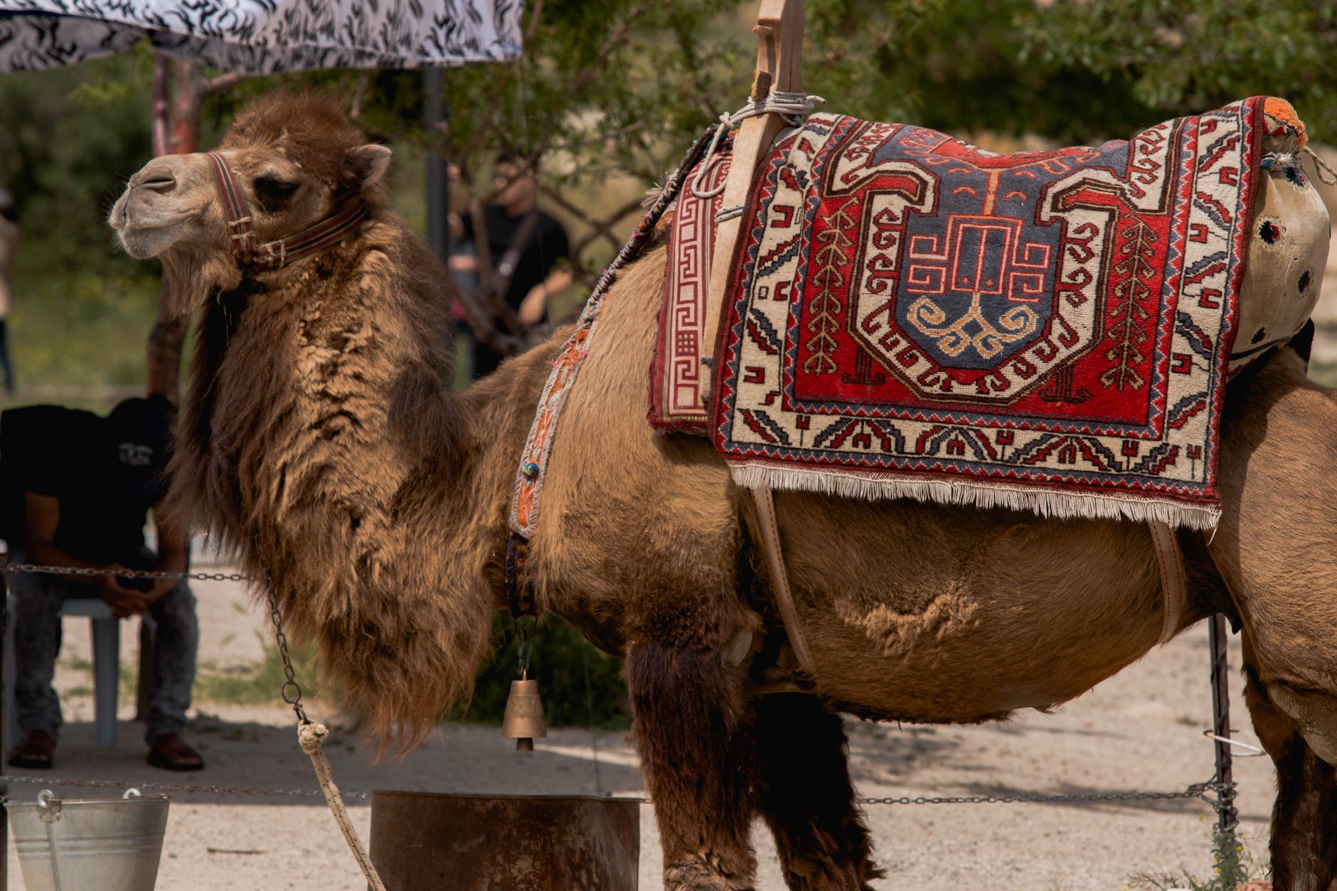 brown camel : ऊंट के दूध में कीड़े क्यों पड़ जाते हैं