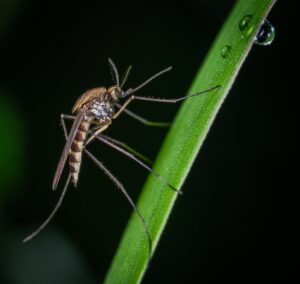 क्या मानसून के बाद बढ़ेगा मलेरिया का प्रकोप