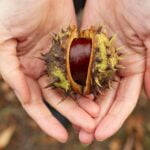 Chestnut : सिंघाड़े की तासीर कैसी होती है