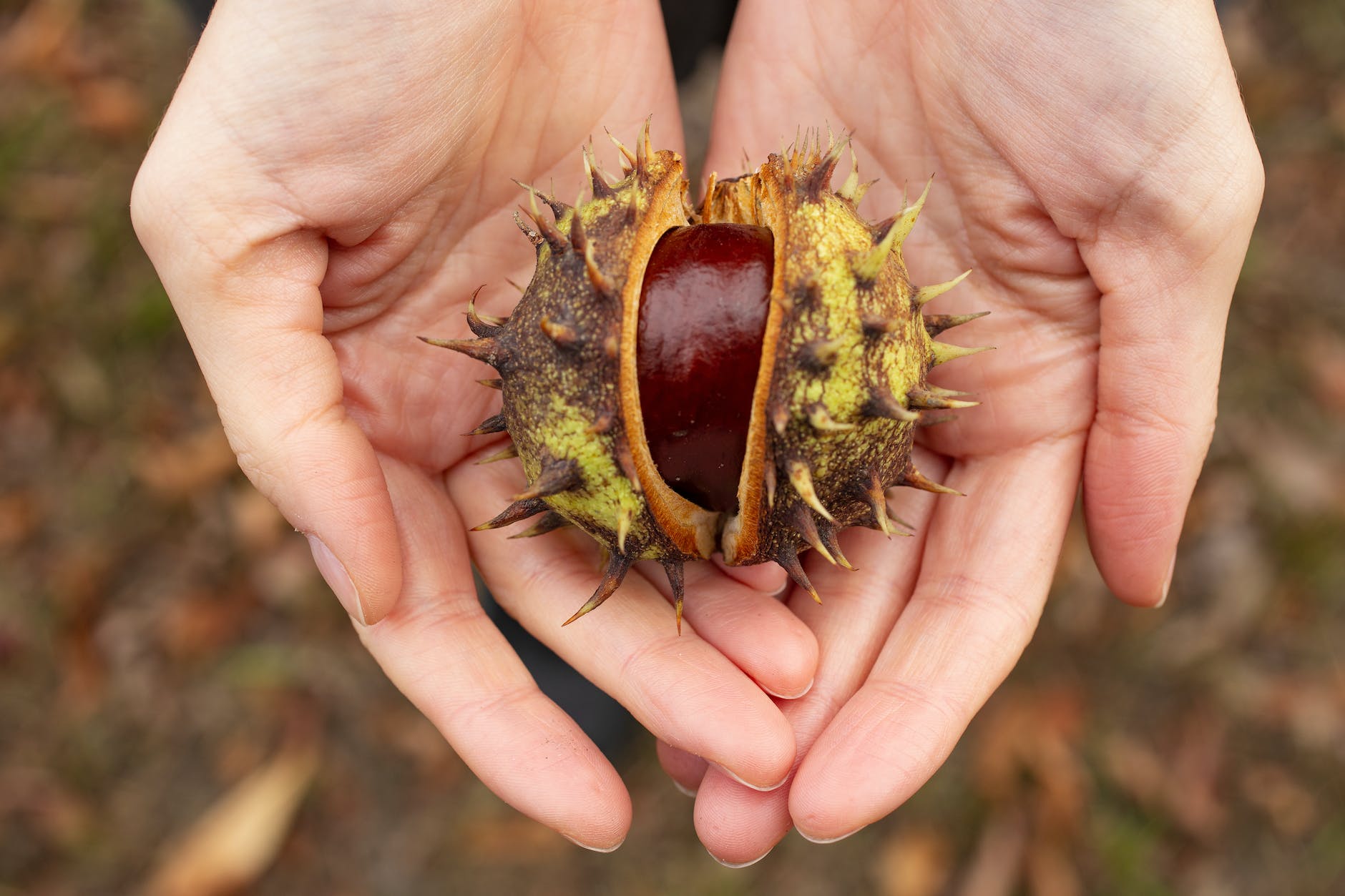 Chestnut : सिंघाड़े की तासीर कैसी होती है