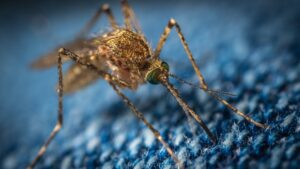 mosquito मानसून के बाद बढ़ेगा मलेरिया