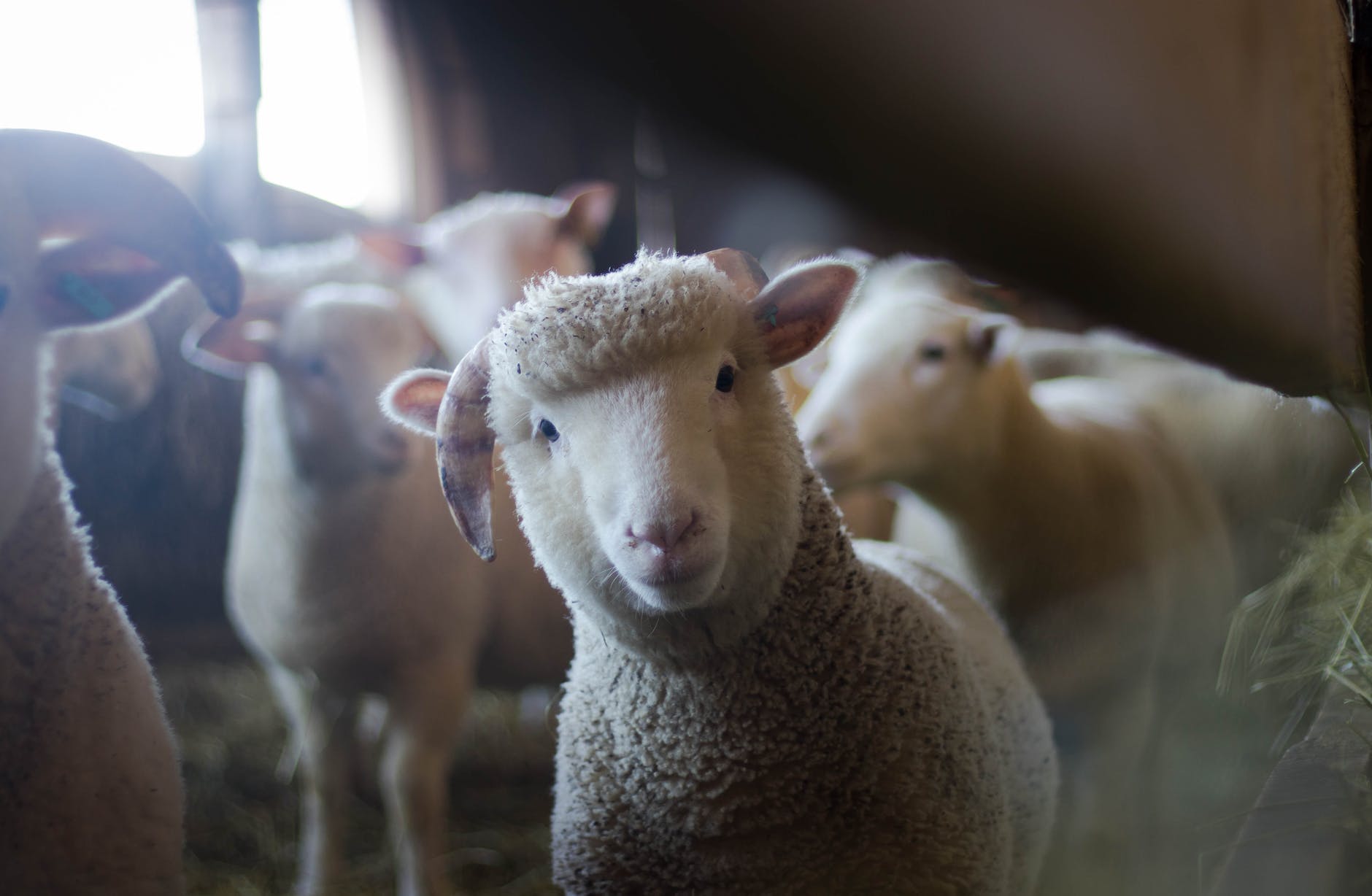 sheep भेड़ का घी के फायदे