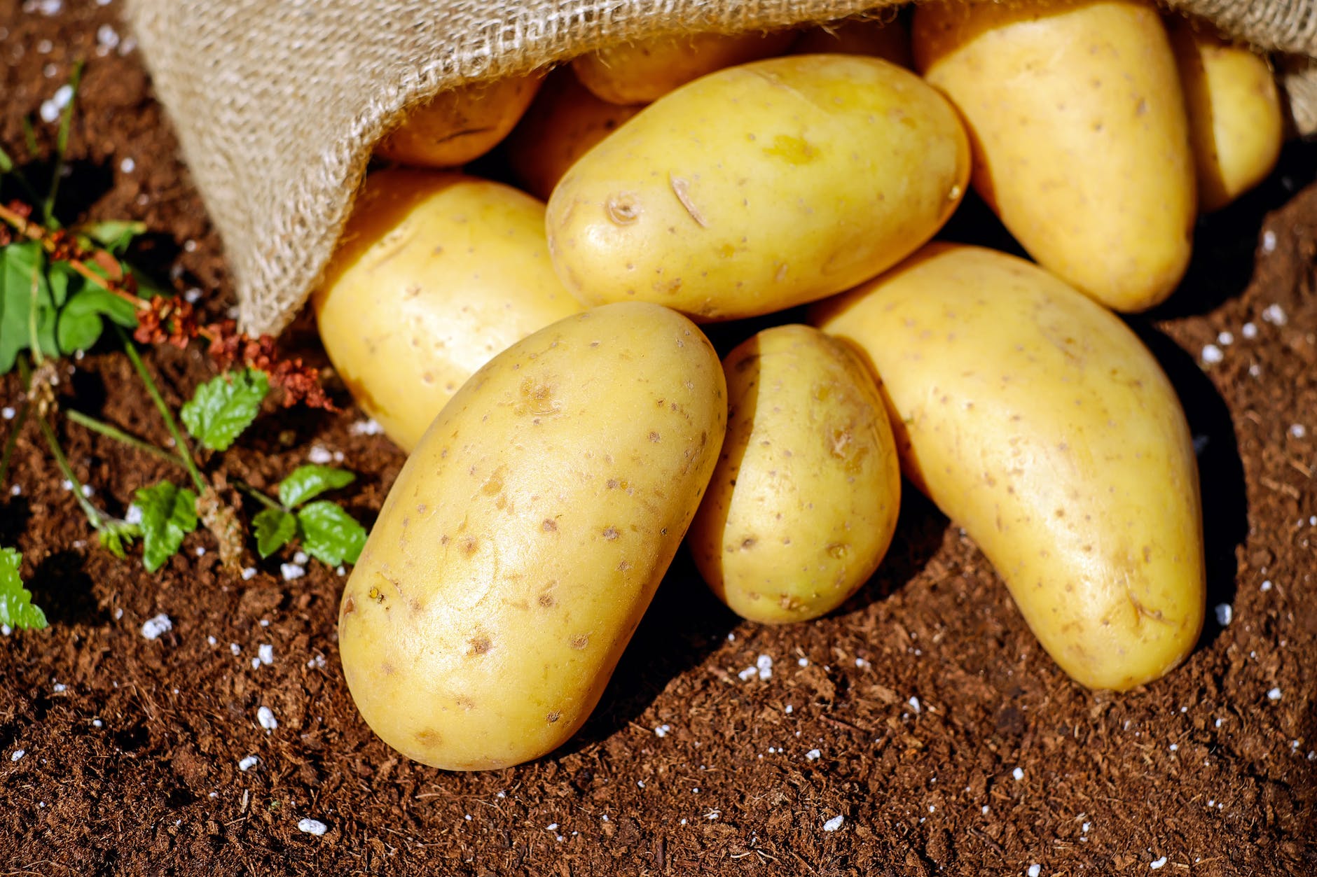 आलू (Potato) में क्या पाया जाता है ?
