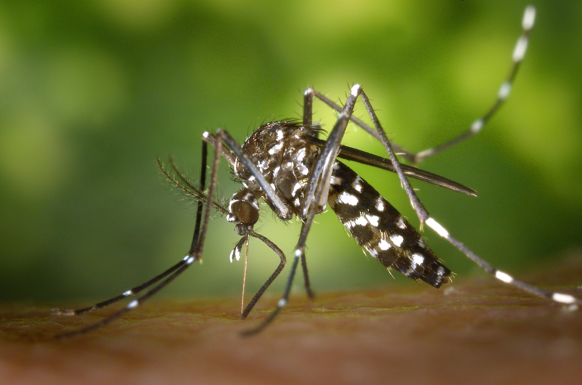 mosquito : मलेरिया