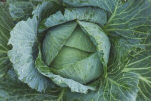 cabbage : पत्ता गोभी या बंद गोभी खाने के फायदे